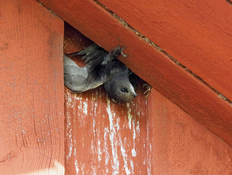 Tervap��sky Swift (Apus apus)