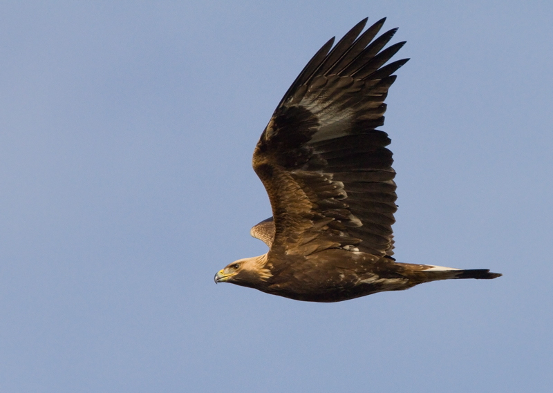 Maakotka Golden Eagle (Aquila chrysaetos)