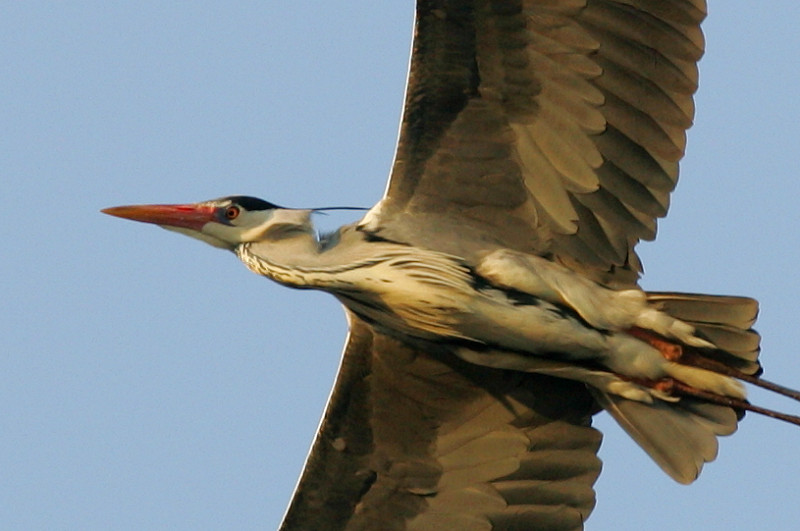 Harmaahaikara, Grey Heron (Ardea cinerea)
