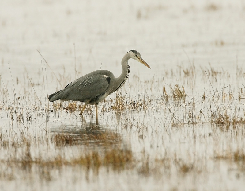 Harmaahaikara, Grey Heron (Ardea cinerea)