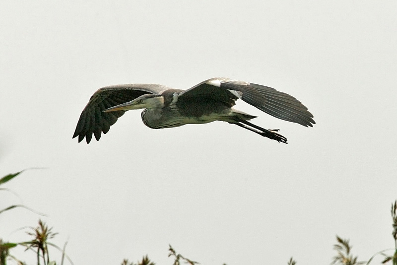 Harmaahaikara, Grey Heron (Ardea cinerea)