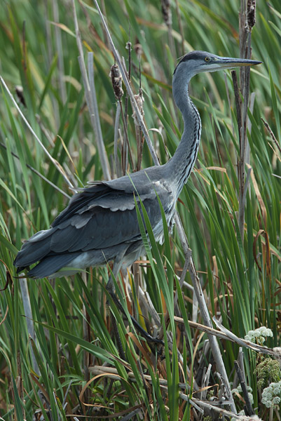 Harmaahaikara, Grey Heron (Ardea cinerea)