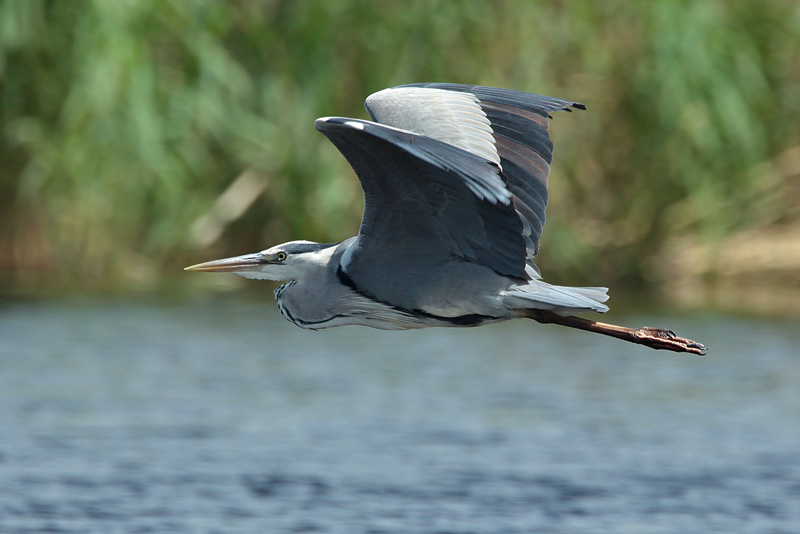 Harmaahaikara, Grey Heron (Ardea cinerea)