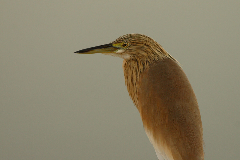 R��kk�haikara Ardeola ralloides