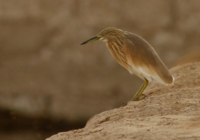 R��kk�haikara Ardeola ralloides