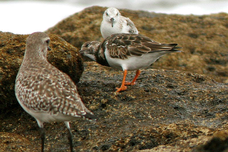 Karikukko Arenaria interpres