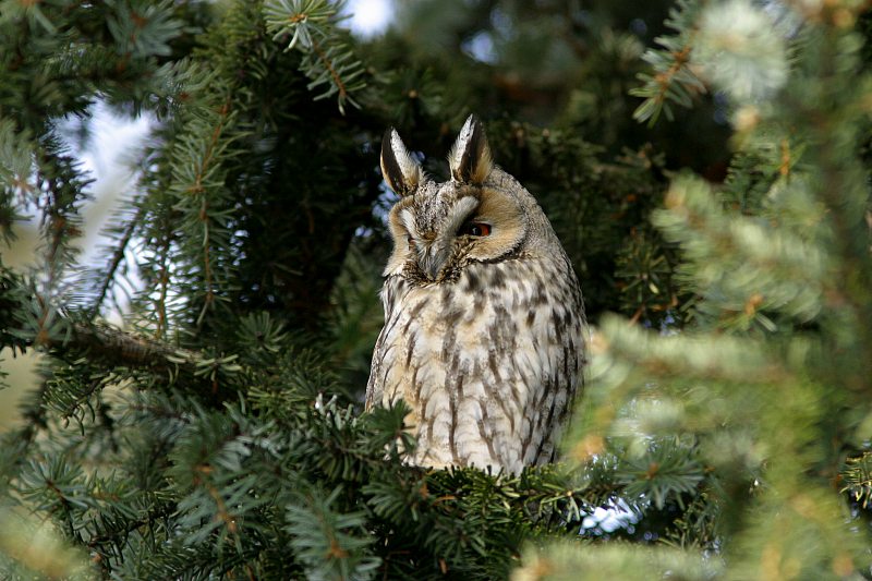 Sarvip�ll� (Asio otus)