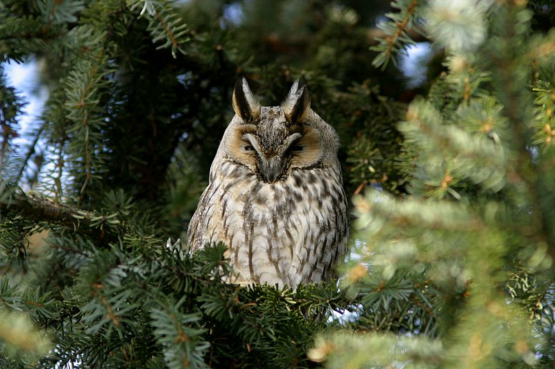 Sarvip�ll� (Asio otus)