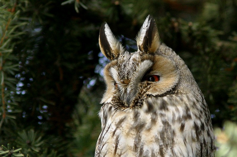 Sarvip�ll� (Asio otus)