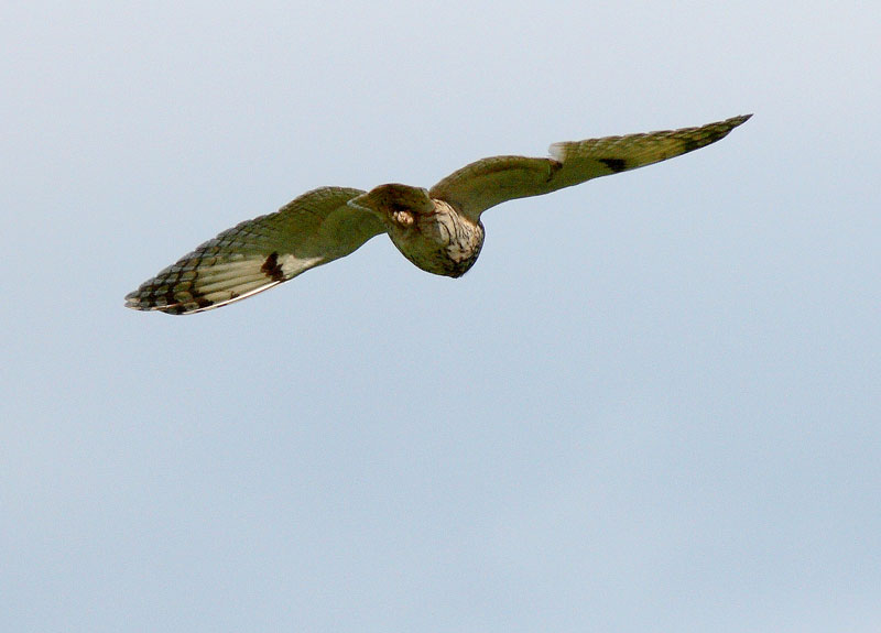 Sarvip�ll� (Asio otus)