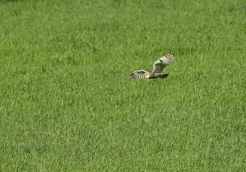 Sarvip�ll� (Asio otus)