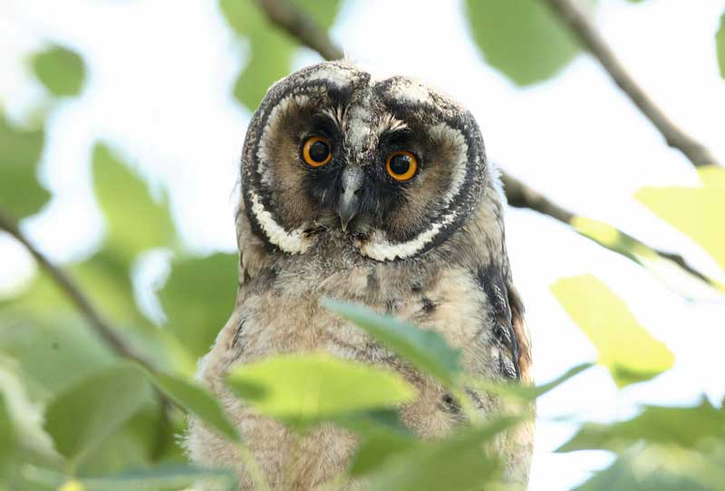 Sarvip�ll� Long-eared Owl (Asio otus)