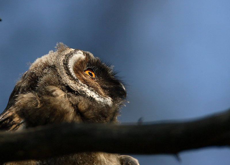 Sarvip�ll� Long-eared Owl (Asio otus)