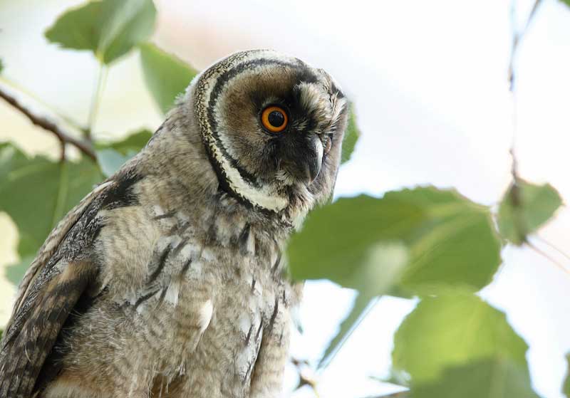 Sarvip�ll� Long-eared Owl (Asio otus)
