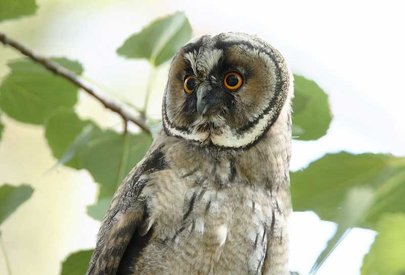 Sarvip�ll� Long-eared Owl (Asio otus)
