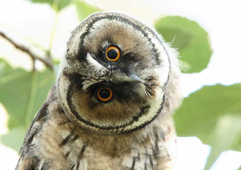 Sarvip�ll� Long-eared Owl (Asio otus)