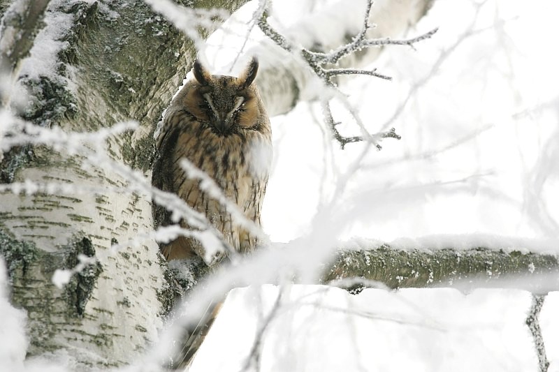Sarvip�ll� Long-eared Owl (Asio otus)