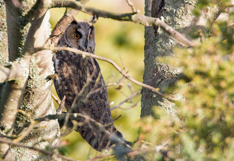 Sarvip�ll� Long-eared Owl (Asio otus)
