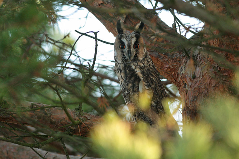 Sarvip�ll� (Asio otus)