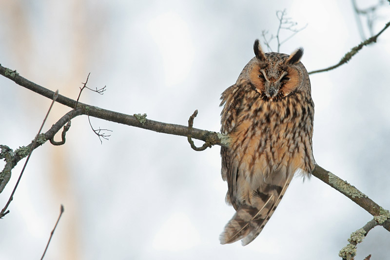 Sarvip�ll� Long-eared Owl (Asio otus)