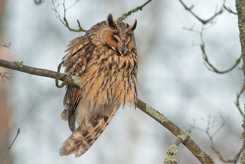 Sarvip�ll� Long-eared Owl (Asio otus)