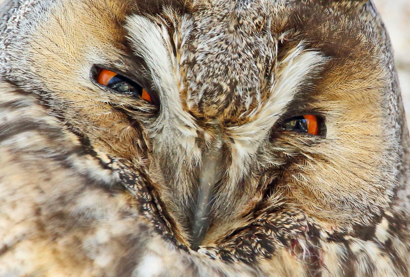 Sarvip�ll� Long-eared Owl (Asio otus)