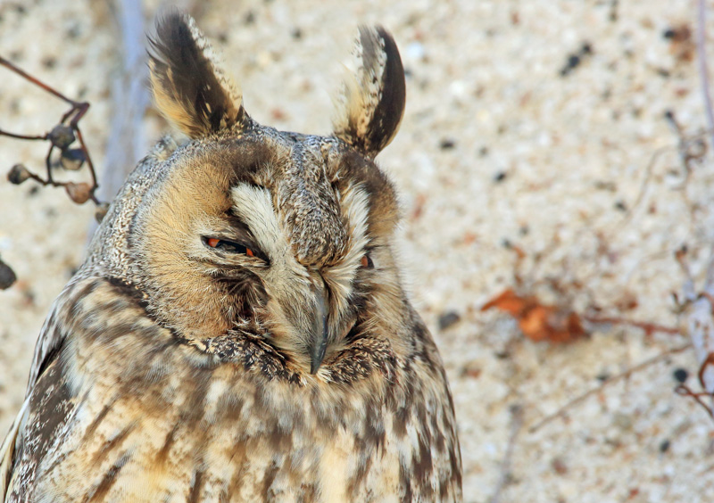 Sarvip�ll� Long-eared Owl (Asio otus)