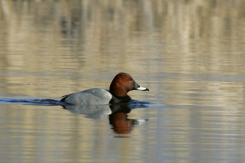 Punasotka, Pochard (Aythya ferina)