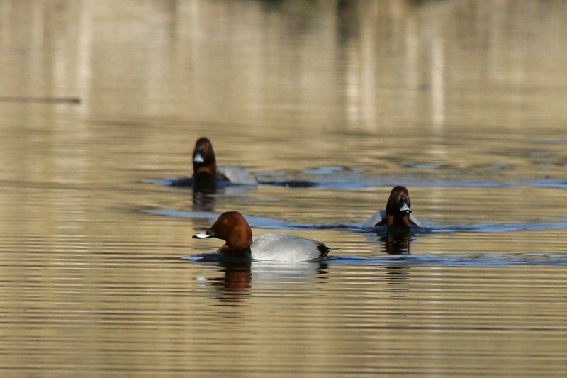 Punasotka, Pochard (Aythya ferina)