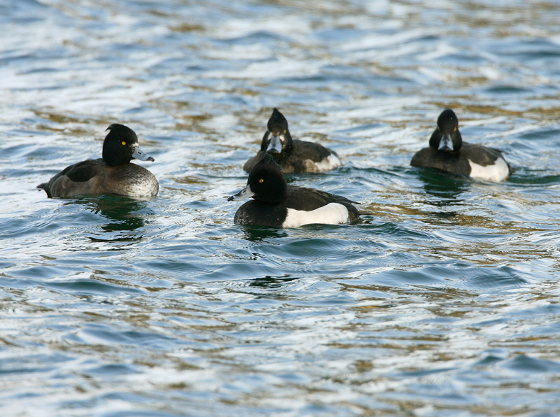 Tukkasotka Tufted Duck (Aythya fuligula)