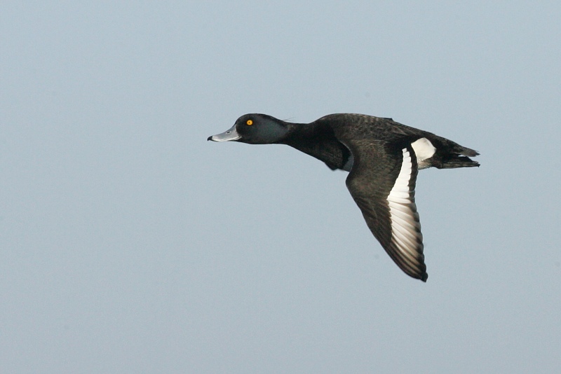 Tukkasotka Tufted Duck (Aythya fuligula)