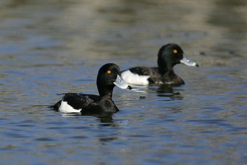 Tukkasotka Tufted Duck (Aythya fuligula)