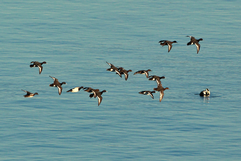 Tukkasotka Tufted Duck (Aythya fuligula)