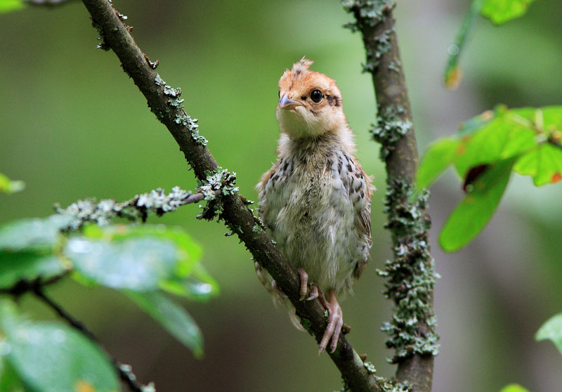 Pyy, Hazel Grouse (Bonasa bonasia)