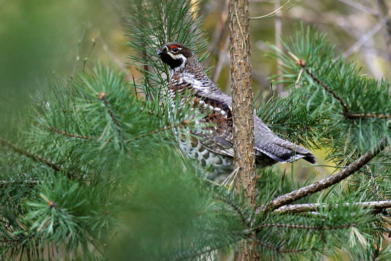 Pyy, Hazel Grouse (Bonasa bonasia)