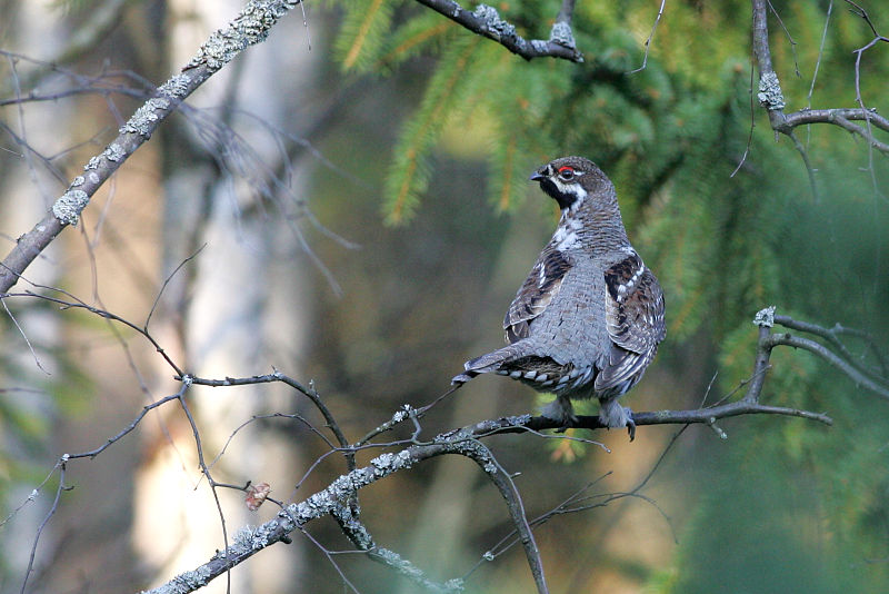 Pyy, Hazel Grouse (Bonasa bonasia)