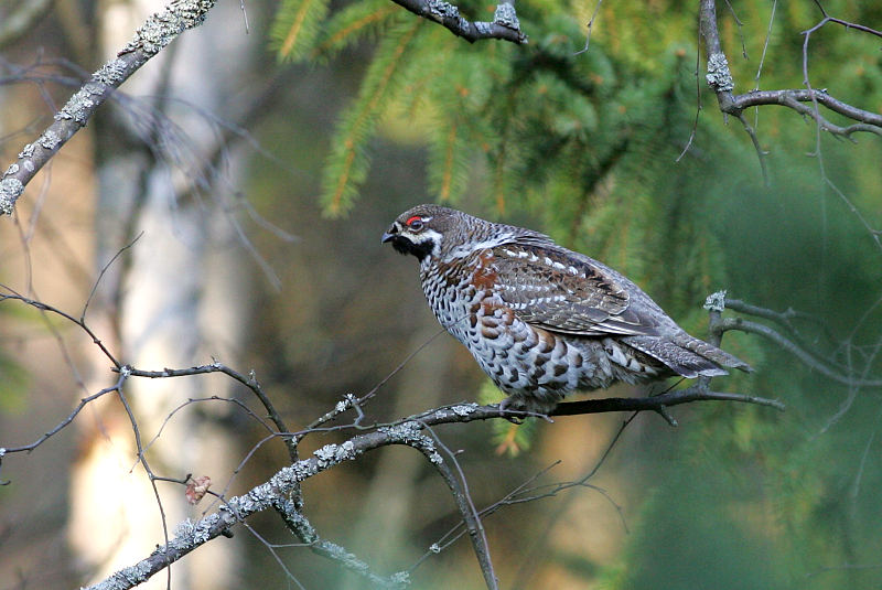 Pyy, Hazel Grouse (Bonasa bonasia)