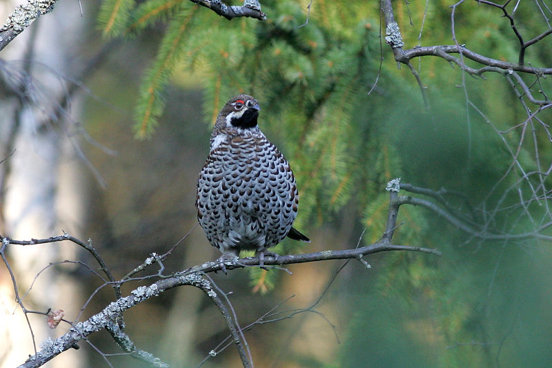 Pyy, Hazel Grouse (Bonasa bonasia)
