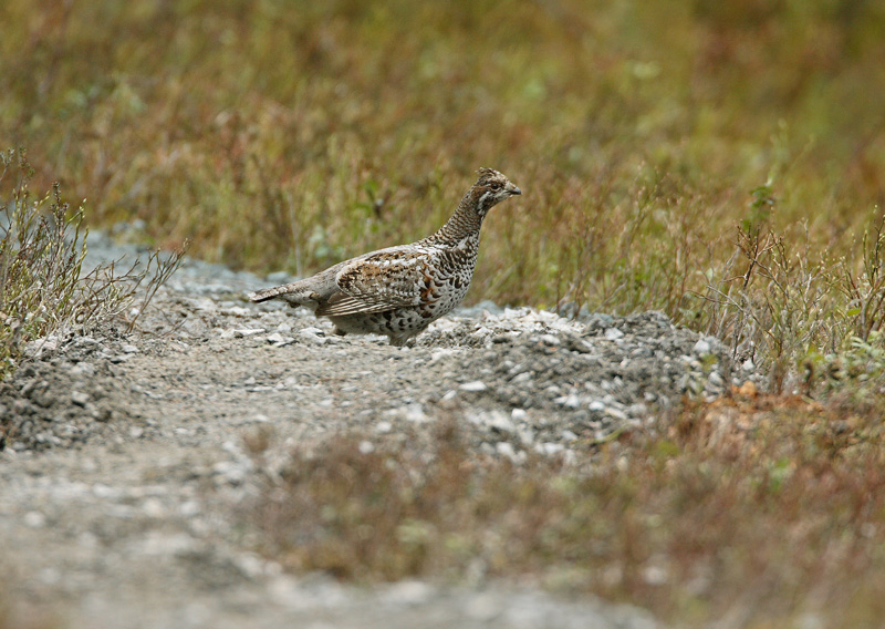 Pyy, Hazel Grouse (Bonasa bonasia)