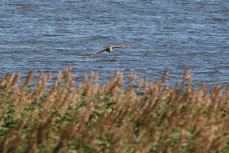 Kaulushaikara, Bittern (Botaurus stellaris)