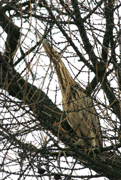 Kaulushaikara, Bittern (Botaurus stellaris)