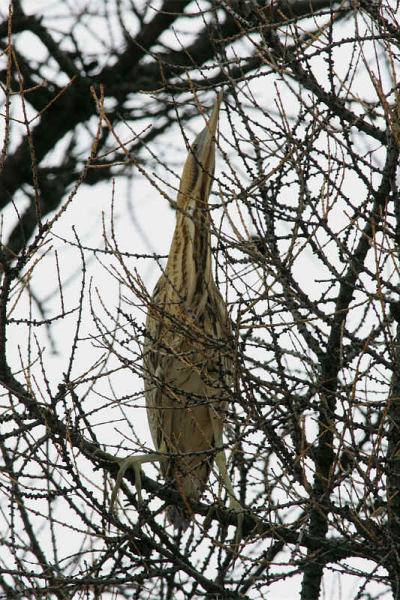 Kaulushaikara, Bittern (Botaurus stellaris)