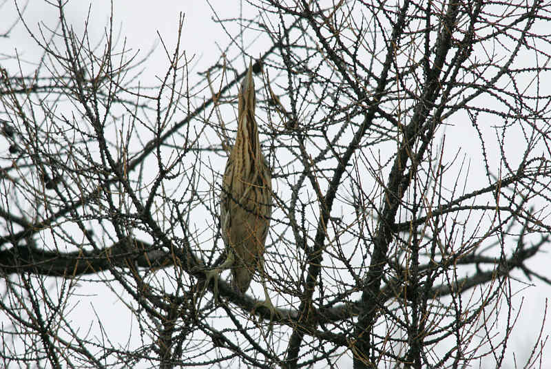 Kaulushaikara, Bittern (Botaurus stellaris)