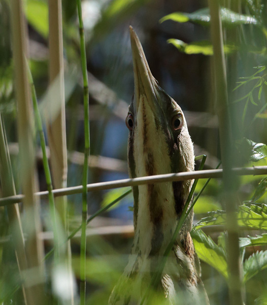 Kaulushaikara, Bittern (Botaurus stellaris)