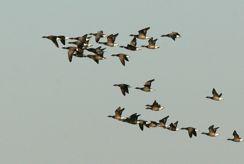 Sepelhanhi Brent Goose (Branta bernicla)