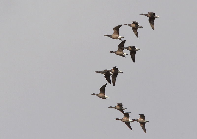 Sepelhanhi Brent Goose (Branta bernicla)