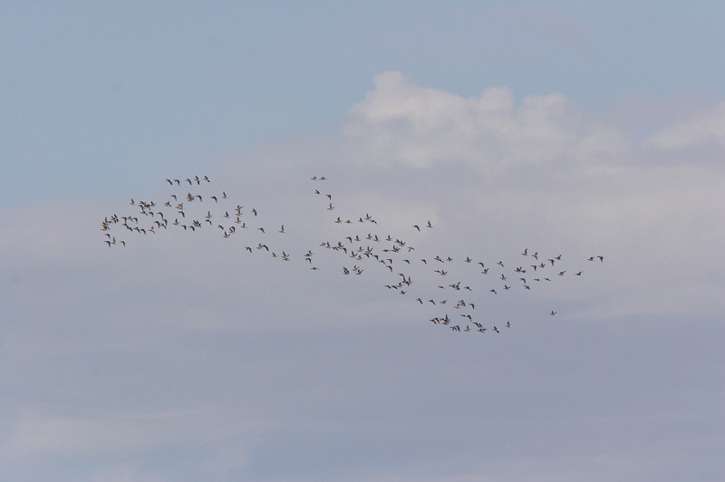 Sepelhanhi Brent Goose (Branta bernicla)