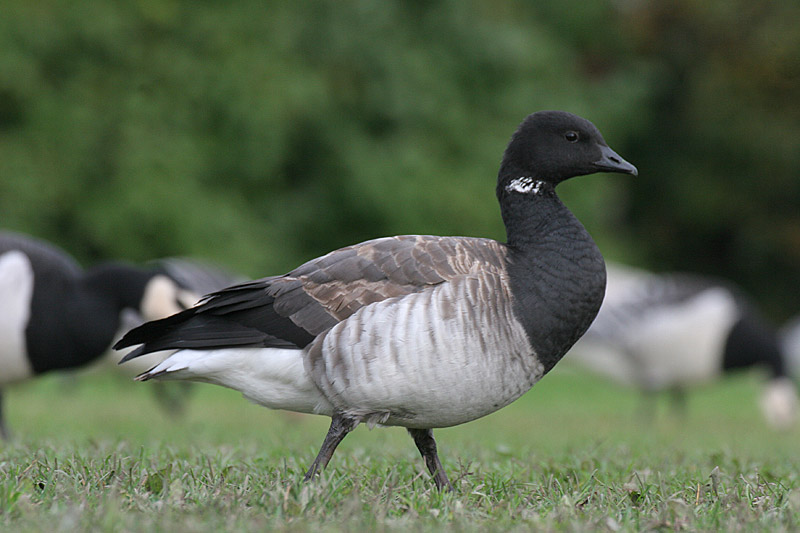 Sepelhanhi Brent Goose (Branta bernicla)