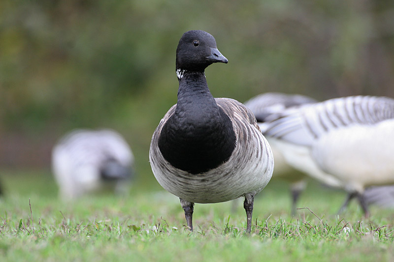 Sepelhanhi Brent Goose (Branta bernicla)