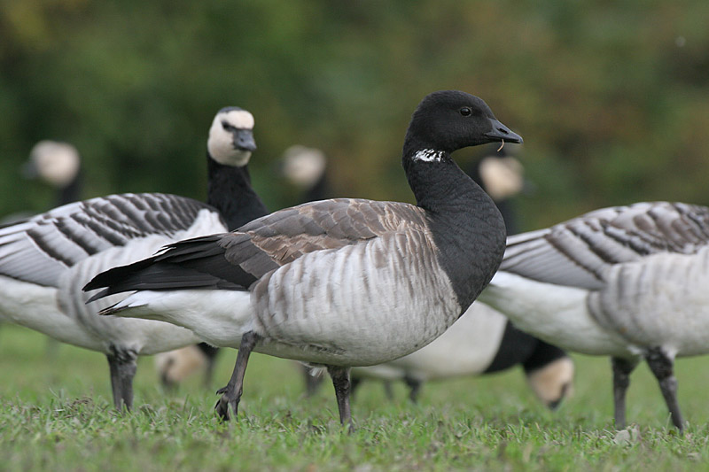 Sepelhanhi Brent Goose (Branta bernicla)
